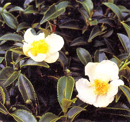 Camellia sinensis