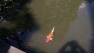 Carpa colorida no lago do Jardim Japonês