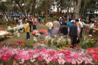 festa da azaleia venda flores