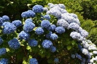 13ª Festa das Hortensias de Campos do Jordão