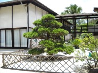 Pavilhão Japonês do Ibirapuera completa 60 anos com exposições e oficinas