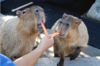 O Dia do Ofurô das Capivaras no Japão