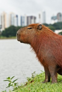 capivara x