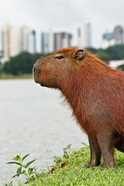 Cortina de chuveiro capivara de desenho animado, marrom zoológico