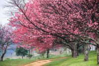 20º Sakura Matsuri 2016 em São Roque - Programação