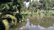 Lago no Jardim Japonês