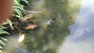 Tartaruga no lago do Jardim Japonês